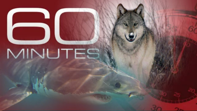 60 Minutes Wildlife Tour