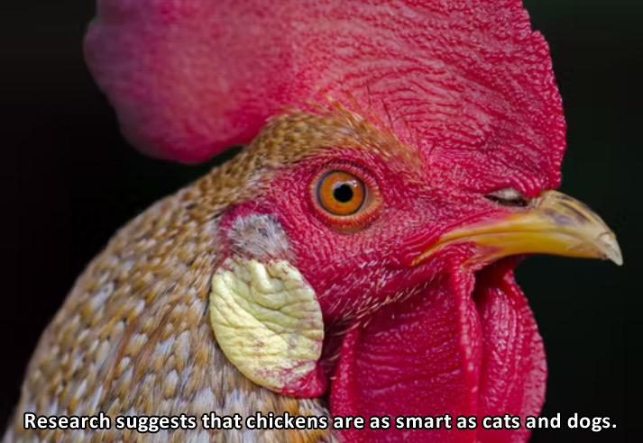 Smart Chickens